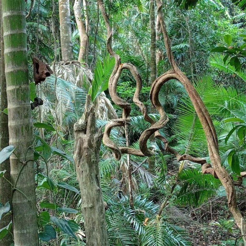 Last Dance (12/11/2024)